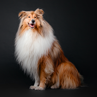 FundoFotoCarossel-Collie2