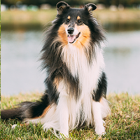 FundoFotoCarossel-Collie3