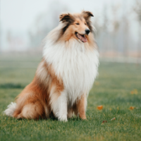 FundoFotoCarossel-Collie5