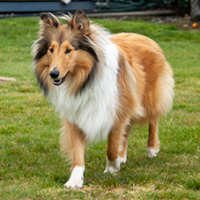 FundoFotoCarossel-Collie6