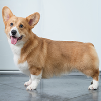 FundoFotoCarossel-Corgi1
