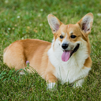 FundoFotoCarossel-Corgi2