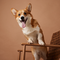 FundoFotoCarossel-Corgi3