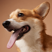 FundoFotoCarossel-Corgi4