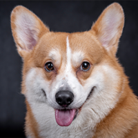 FundoFotoCarossel-Corgi5