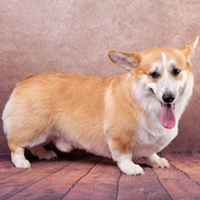 FundoFotoCarossel-Corgi6