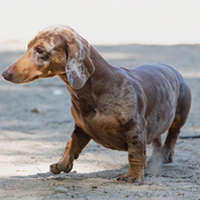 FundoFotoCarossel-Dachshound1