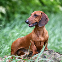 FundoFotoCarossel-Dachshound4