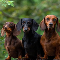 FundoFotoCarossel-Dachshound5