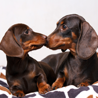 FundoFotoCarossel-Dachshound6