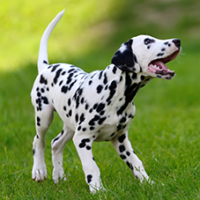 FundoFotoCarossel-Dalmata1