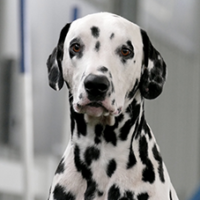 FundoFotoCarossel-Dalmata2