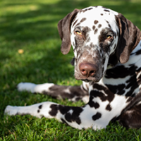 FundoFotoCarossel-Dalmata3