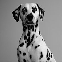 FundoFotoCarossel-Dalmata4