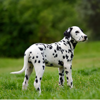 FundoFotoCarossel-Dalmata5