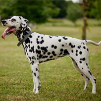FundoFotoCarossel-Dalmata6