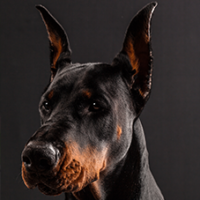 FundoFotoCarossel-Doberman1