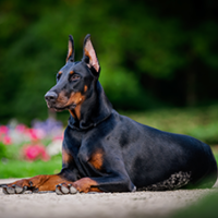 FundoFotoCarossel-Doberman2