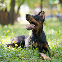 FundoFotoCarossel-Doberman4