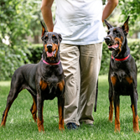 FundoFotoCarossel-Doberman5