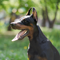 FundoFotoCarossel-Doberman6