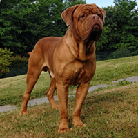 FundoFotoCarossel-DogBordeaux1