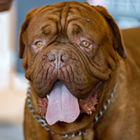 FundoFotoCarossel-DogBordeaux2