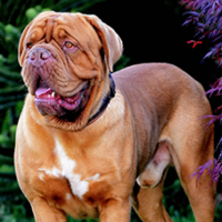 FundoFotoCarossel-DogBordeaux3