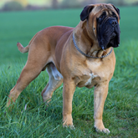 FundoFotoCarossel-DogBordeaux4