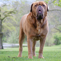 FundoFotoCarossel-DogBordeaux5