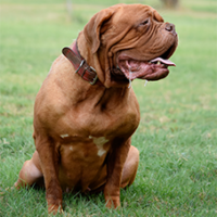 FundoFotoCarossel-DogBordeaux6