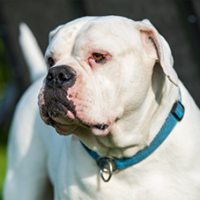 FundoFotoCarossel-DogoArgentino1