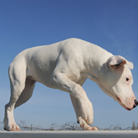 FundoFotoCarossel-DogoArgentino2