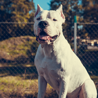FundoFotoCarossel-DogoArgentino3