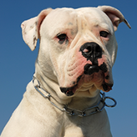 FundoFotoCarossel-DogoArgentino4