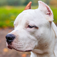 FundoFotoCarossel-DogoArgentino5