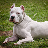 FundoFotoCarossel-DogoArgentino6