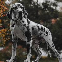 FundoFotoCarossel-DogueAlemao1