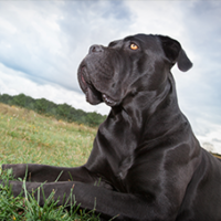 FundoFotoCarossel-DogueAlemao2
