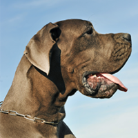 FundoFotoCarossel-DogueAlemao6