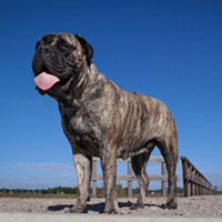 FundoFotoCarossel-Fila4