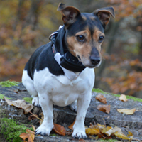FundoFotoCarossel-FoxTerrier1