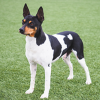 FundoFotoCarossel-FoxTerrier2