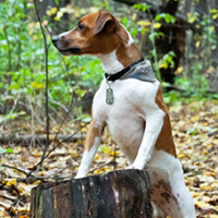 FundoFotoCarossel-FoxTerrier3
