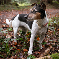 FundoFotoCarossel-FoxTerrier4