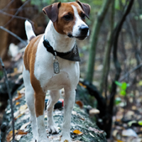 FundoFotoCarossel-FoxTerrier5