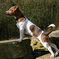 FundoFotoCarossel-FoxTerrier6
