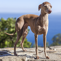 FundoFotoCarossel-Galguinho1