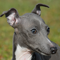 FundoFotoCarossel-Galguinho2