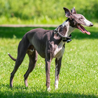 FundoFotoCarossel-Galguinho4